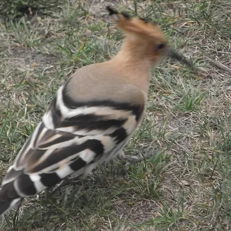 Zofiowka 农家乐 *